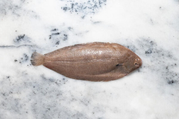 Frozen Single Whole Dover Sole