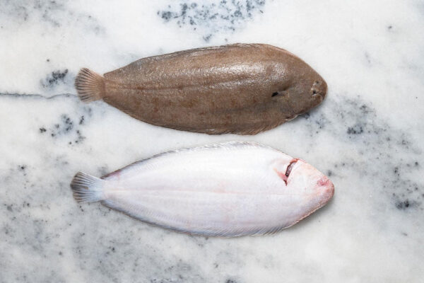 Frozen Single Whole Dover Sole - Image 2